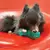 Kong Squeezz Dental Roller Stick Juguete Interactivo para Perros en internet