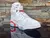 Nike Air Jordan 6 en Red Oreo en internet