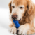 Juguete Rellenable De Snack Para Perro Cachorro - tienda online