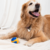 Juguete Pelota para Perros en internet