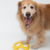 Imagen de Juguete Frisbee para Perros