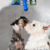 Juguete Rellenable De Snack Para Perro Cachorro en internet