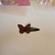 Presilha borboleta
