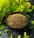 OREGANO na internet