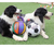 GIGWI JUMBALL SOCCER BALL - comprar online