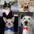 Colar Alça Ajustável para Cães e Gatos – Conforto, Segurança e Estilo para Seu Pet! - loja online