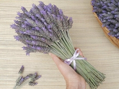 Banner da categoria Lavanda Flor Viva 