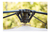 Carpa Automatica Coleman 8 Personas Instant Full Fly Camping en internet