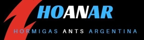 Hormigas Ants Argentina