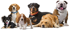 Banner da categoria PET SHOP