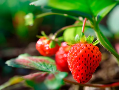 Geleia de Morango Fruta Pura - loja online
