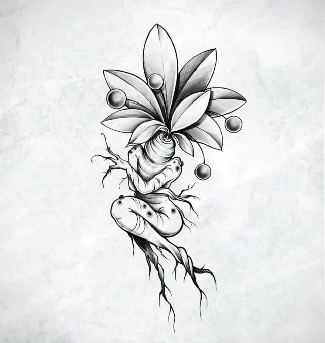 Mandragora