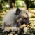 Trança bovina sem pelos - Natuka - loja online