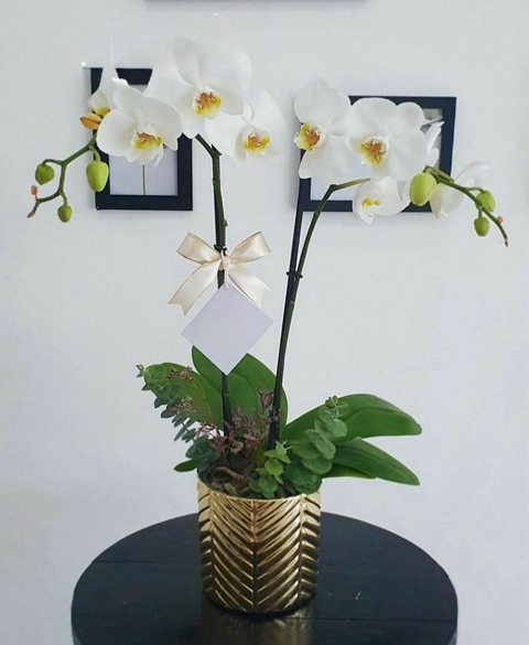 Orquídea - comprar en línea