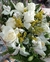 Buquê Misto de Rosas Coloridas – De 6 a 30 Rosas - comprar online