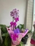 Cesta com Orquídea Phalaenopsis Grande, Ferrero Rocher e Balão Pink