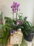Cesta Premium com Mini Orquídea Natural, Vinho e Ferrero Rocher – Cachepô Estampado