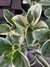 Peperomia Variegada – Planta fácil y decorativa - comprar online