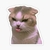 gatito meme