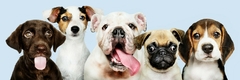 Banner de la categoría MASCOTAS