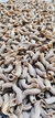 CAMPANELLE DE HONGOS BOLETUS - comprar online