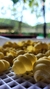 CONCHIGLIE en internet
