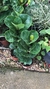 Ficus Lyrata - Hedera