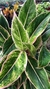 Aglaonema Pink