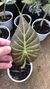 Alocasia Regal Shield