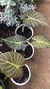 Alocasia Regal Shield - comprar online