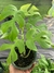 Monstera Minima na internet