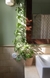 Monstera Minima - comprar online