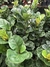 Ficus Lyrata na internet