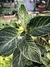 Philodendron Birkin