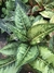 Aglaonema Big Papa