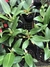 Philodendron Pacova