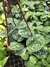 Scindapsus Pictus (Jiboia Prateada) - comprar online
