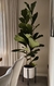 Ficus Lyrata - comprar online