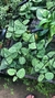 Scindapsus Pictus (Jiboia Prateada) na internet