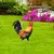 Galo para decorar seu jardim ou espaço de laser