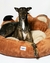 Cama Garra - Zoo Boutique