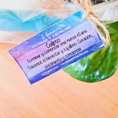 Vela Calipso - comprar en línea