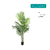 Planta Artificial Areca Grande 15 Hojas. Con Maceta. 1.60 Mt en internet