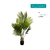 Planta Artificial Areca Grande 13 Hojas. Con Maceta. 1.40 Mt en internet