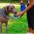 Coleira para pets premium - Petzy