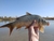 Caña Albatros Red Storm 2,10m 2tr Maciza Baitcast C/ Gatillo - comprar online