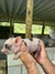 Mini Pig Fêmea na internet