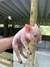 Mini Pig Fêmea - loja online