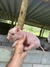 Mini Pig Macho - loja online