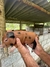 Mini Pig Fêmea - comprar online